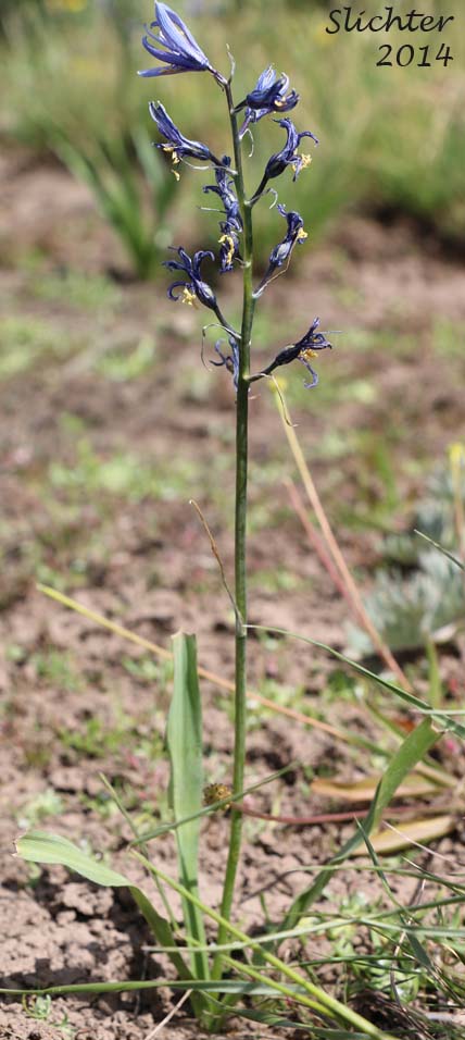 Common Camas, Small Camas: Camassia quamash ssp. quamash (Synoyms: Camassia quamash ssp. teapeae, Camassia quamash var. quamash, Phalangium quamash)