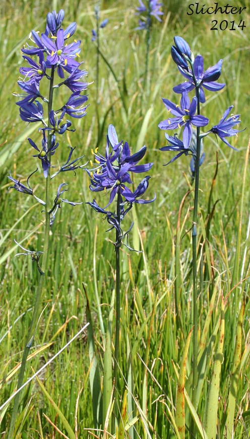 Common Camas, Small Camas: Camassia quamash ssp. quamash (Synoyms: Camassia quamash ssp. teapeae, Camassia quamash var. quamash, Phalangium quamash)