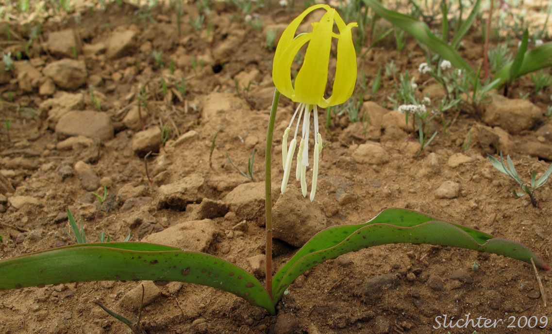 Glacier Lily, Pale Fawn-lily, Yellow Avalanche Lily, Yellow Fawnlily, Yellow Fawn-lily: Erythronium grandiflorum var. grandiflorum (Synonyms: Erythronium grandiflorum ssp. chrysandrum, Erythronium grandiflorum ssp. grandiflorum, Erythronium grandiflorum ssp. nudipetalum, Erythronium grandiflorum var. chrysandrum, Erythronium grandiflorum var. nudipetalum, Erythronium grandiflorum var. pallidum, Erythronium nudipetalum, Erythronium parviflorum)