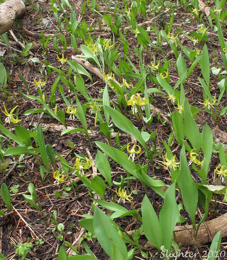 Glacier Lily, Pale Fawn-lily, Yellow Avalanche Lily, Yellow Fawnlily, Yellow Fawn-lily: Erythronium grandiflorum var. grandiflorum (Synonyms: Erythronium grandiflorum ssp. chrysandrum, Erythronium grandiflorum ssp. grandiflorum, Erythronium grandiflorum ssp. nudipetalum, Erythronium grandiflorum var. chrysandrum, Erythronium grandiflorum var. nudipetalum, Erythronium grandiflorum var. pallidum, Erythronium nudipetalum, Erythronium parviflorum)