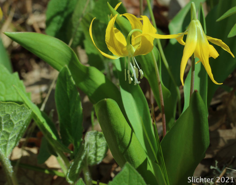 Pale-anthered Glacier Lily: Erythronium grandiflorum var. pallidum