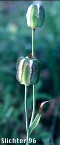 Fruits of Chocolate Lily, Chocolate Lily, Mission Bells: Fritillaria affinis (Synonyms: Fritillaria lanceolata, Fritillaria affinis ssp. affinis, Fritillaria affinis var. affinis, Fritillaria lanceolata var. gracilis, Fritillaria lanceolata var. tristulis, Fritillaria multiflora, Fritillaria parviflora, Fritillaria phaeanthera, Lilium affine)