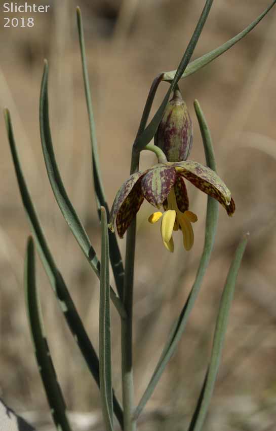 Chocolate Lily, Purple Fritillary, Spotted Fritillary: Fritillaria atropurpurea (Synonyms: Fritillaria adamantina, Fritillaria gracillima)