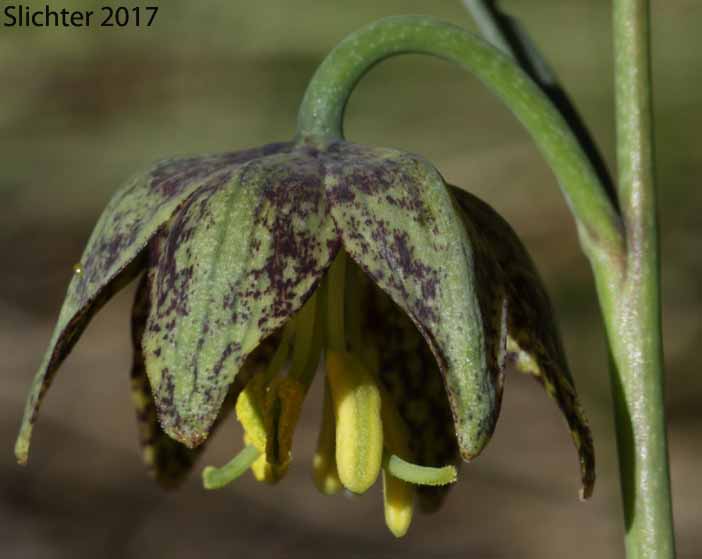 Flower of Chocolate Lily, Purple Fritillary, Spotted Fritillary: Fritillaria atropurpurea (Synonyms: Fritillaria adamantina, Fritillaria gracillima)