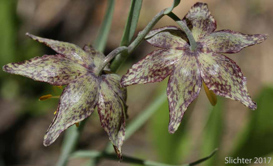 Chocolate Lily, Purple Fritillary, Spotted Fritillary: Fritillaria atropurpurea (Synonyms: Fritillaria adamantina, Fritillaria gracillima)