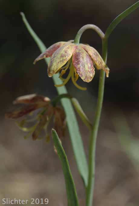 Chocolate Lily, Purple Fritillary, Spotted Fritillary: Fritillaria atropurpurea (Synonyms: Fritillaria adamantina, Fritillaria gracillima)