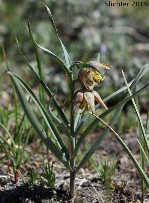 Chocolate Lily, Purple Fritillary, Spotted Fritillary: Fritillaria atropurpurea (Synonyms: Fritillaria adamantina, Fritillaria gracillima)