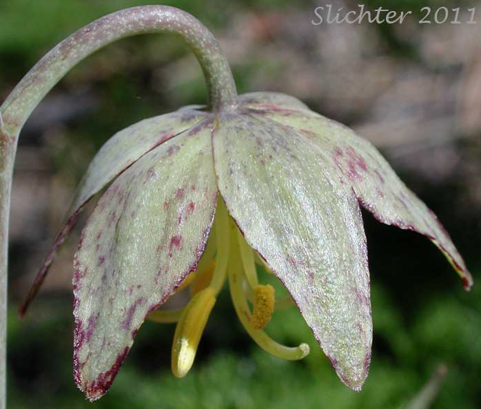 Close-up of the outer surface of the tepals of Chocolate Lily, Purple Fritillary, Spotted Fritillary: Fritillaria atropurpurea (Synonyms: Fritillaria adamantina, Fritillaria gracillima)