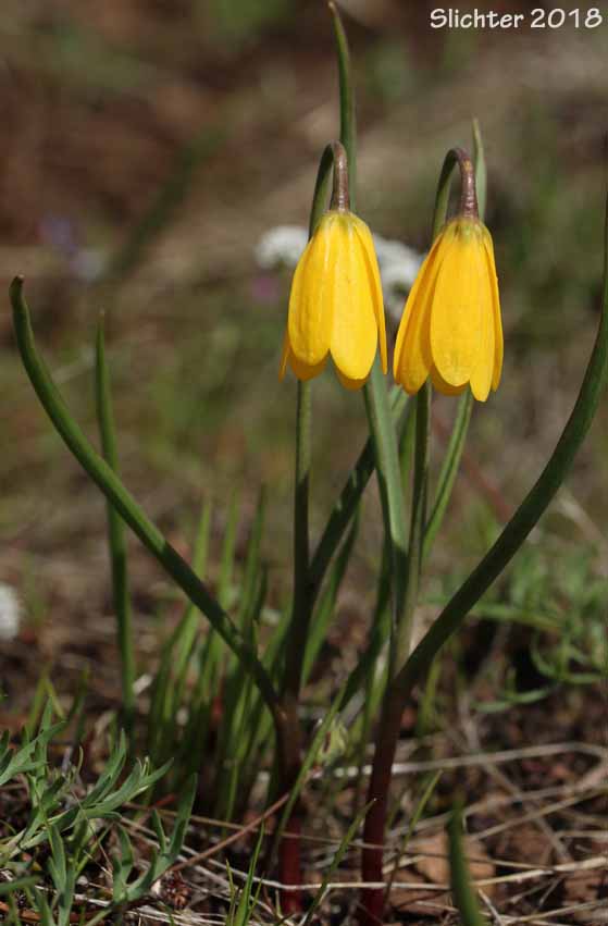 Yellow Bells, Yellow Fritillary, Yellow Missionbells: Fritillaria pudica (Synonyms: Lilium pudicum, Ochrocodon pudicus)
