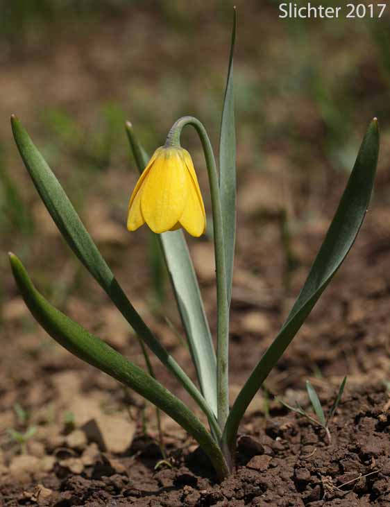 Yellow Bells, Yellow Fritillary, Yellow Missionbells: Fritillaria pudica (Synonyms: Lilium pudicum, Ochrocodon pudicus)