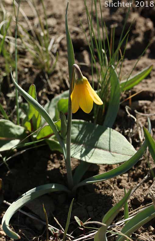 Yellow Bells, Yellow Fritillary, Yellow Missionbells: Fritillaria pudica (Synonyms: Lilium pudicum, Ochrocodon pudicus)