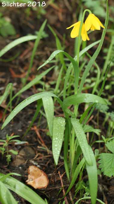 Yellow Bells, Yellow Fritillary, Yellow Missionbells: Fritillaria pudica (Synonyms: Lilium pudicum, Ochrocodon pudicus)