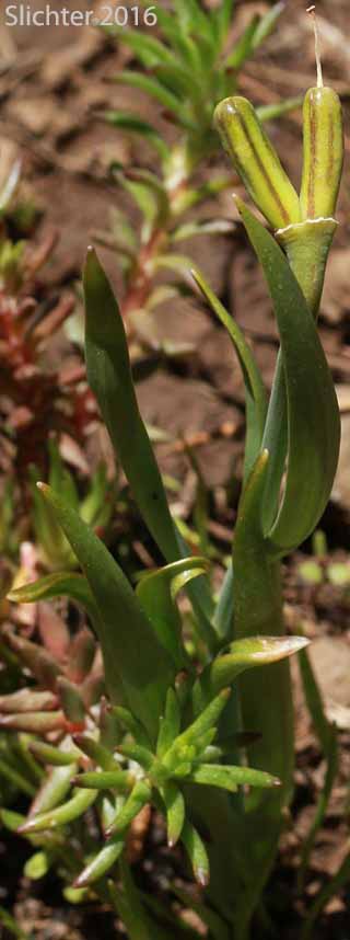 Yellow Bells, Yellow Fritillary, Yellow Missionbells: Fritillaria pudica (Synonyms: Lilium pudicum, Ochrocodon pudicus)