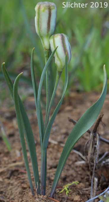 Maturing fruits of Yellow Bells, Yellow Fritillary, Yellow Missionbells: Fritillaria pudica (Synonyms: Lilium pudicum, Ochrocodon pudicus)