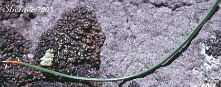 Basal leaf of Alp Lily, Alpine Lily, Common Alplily: Lloydia serotina ssp. serotina (Synonyms: Bulbocodium serotinum, Lloydia serotina var. serotina)