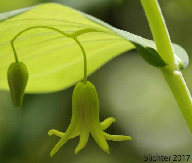 Clasp-leaf Twisted-stalk, Claspingleaf Twistedstalk, Clasping-leaf Twisted Stalk, Clasping Twisted-stalk, Cucumber Root: Streptopus amplexifolius (Synonyms: Streptopus amplexifolius var. americanus, Streptopus amplexifolius var. amplexifolius, Streptopus amplexifolius var. chalazatus)