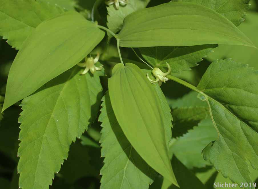 Clasp-leaf Twisted-stalk, Claspingleaf Twistedstalk, Clasping-leaf Twisted Stalk, Clasping Twisted-stalk, Cucumber Root: Streptopus amplexifolius (Synonyms: Streptopus amplexifolius var. americanus, Streptopus amplexifolius var. amplexifolius, Streptopus amplexifolius var. chalazatus)