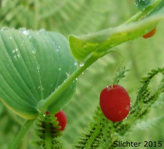 Berry of Clasp-leaf Twisted-stalk, Claspingleaf Twistedstalk, Clasping-leaf Twisted Stalk, Clasping Twisted-stalk, Cucumber Root: Streptopus amplexifolius (Synonyms: Streptopus amplexifolius var. americanus, Streptopus amplexifolius var. amplexifolius, Streptopus amplexifolius var. chalazatus)