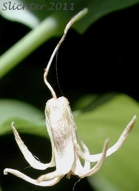 Close-up of a flower of Clasp-leaf Twisted-stalk, Claspingleaf Twistedstalk, Clasping-leaf Twisted Stalk, Clasping Twisted-stalk, Cucumber Root: Streptopus amplexifolius (Synonyms: Streptopus amplexifolius var. americanus, Streptopus amplexifolius var. amplexifolius, Streptopus amplexifolius var. chalazatus)
