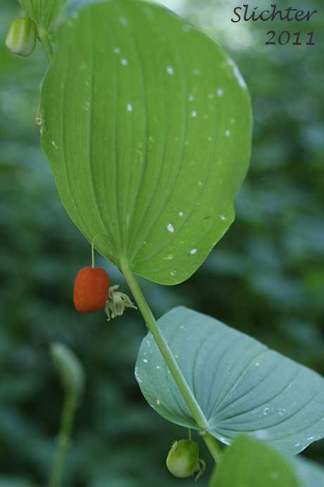 Mature fruit of Clasp-leaf Twisted-stalk, Claspingleaf Twistedstalk, Clasping-leaf Twisted Stalk, Clasping Twisted-stalk, Cucumber Root: Streptopus amplexifolius (Synonyms: Streptopus amplexifolius var. americanus, Streptopus amplexifolius var. amplexifolius, Streptopus amplexifolius var. chalazatus)