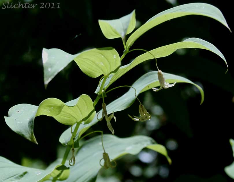 Clasp-leaf Twisted-stalk, Claspingleaf Twistedstalk, Clasping-leaf Twisted Stalk, Clasping Twisted-stalk, Cucumber Root: Streptopus amplexifolius (Synonyms: Streptopus amplexifolius var. americanus, Streptopus amplexifolius var. amplexifolius, Streptopus amplexifolius var. chalazatus)