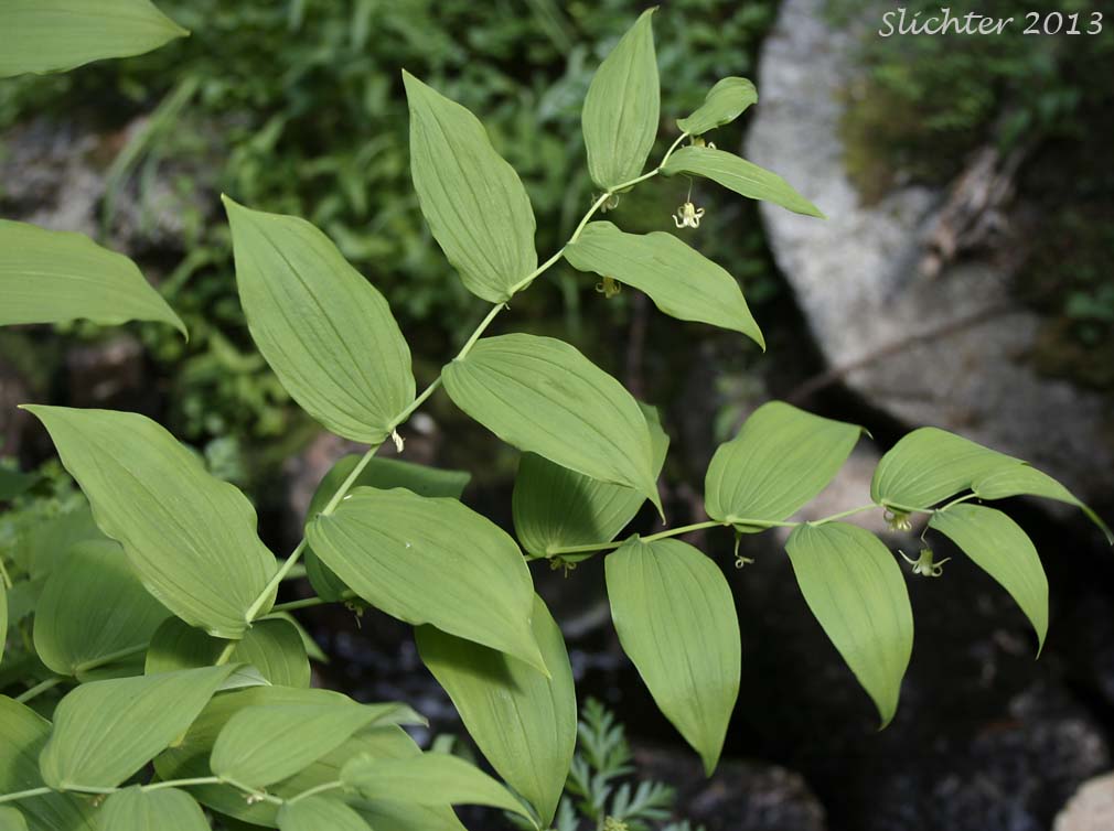 Clasp-leaf Twisted-stalk, Claspingleaf Twistedstalk, Clasping-leaf Twisted Stalk, Clasping Twisted-stalk, Cucumber Root: Streptopus amplexifolius (Synonyms: Streptopus amplexifolius var. americanus, Streptopus amplexifolius var. amplexifolius, Streptopus amplexifolius var. chalazatus)