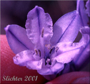 Flower of Blue Dicks, Douglas' Brodiaea, Large-flowered Triteleia: Triteleia grandiflora (Synonyms: Brodiaea douglasii, Brodiaea douglasii var. douglasii, Triteleia grandiflora ssp. grandiflora, Triteleia grandiflora var. grandiflora)