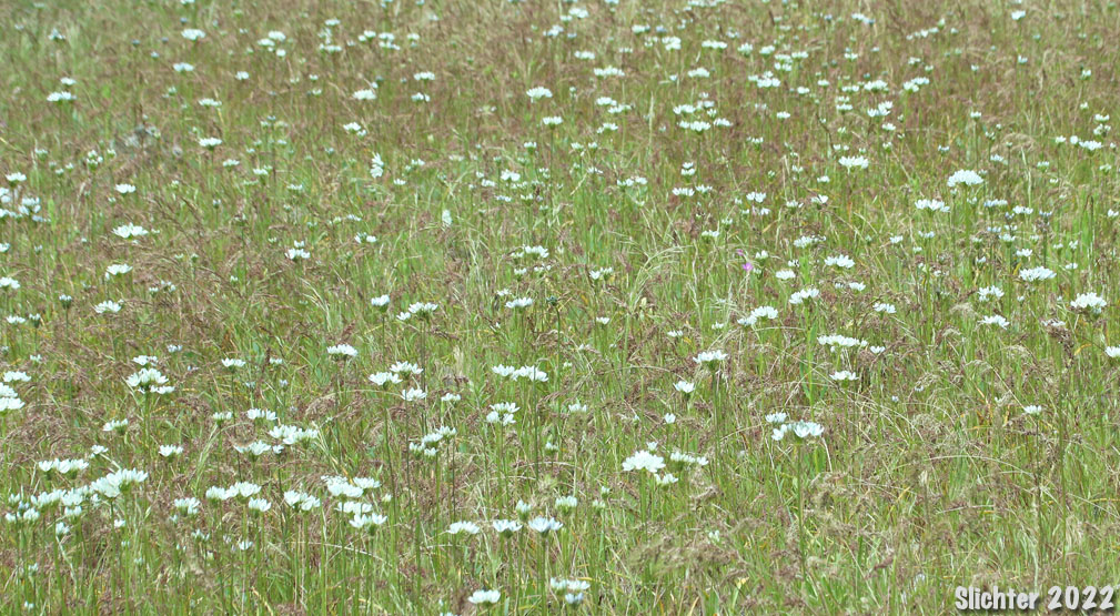 Fool's Onion, Hyacinth Brodiaea, Hyacinth Cluster Lily, Hyacinth Triteleia, White Brodiaea, White Triteleia: Triteleia hyacinthina (Synonyms: Brodiaea dissimulata, Brodiaea hyacinthina, Hesperoscordum hyacinthinum, Triteleia hyacinthina var. hyacinthina)