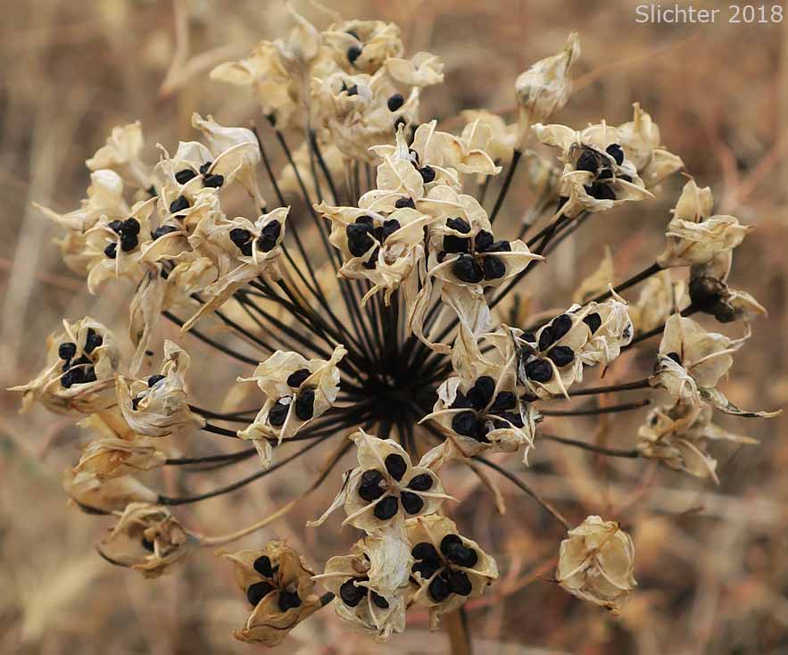 Ripe seed head of Fool's Onion, Hyacinth Brodiaea, Hyacinth Cluster Lily, Hyacinth Triteleia, White Brodiaea, White Triteleia: Triteleia hyacinthina (Synonyms: Brodiaea dissimulata, Brodiaea hyacinthina, Hesperoscordum hyacinthinum, Triteleia hyacinthina var. hyacinthina)