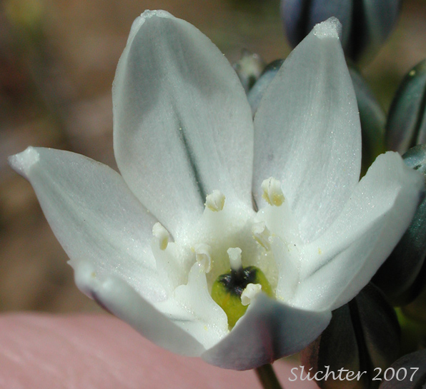 Flower of Fool's Onion, Hyacinth Brodiaea, Hyacinth Cluster Lily, Hyacinth Triteleia, White Brodiaea, White Triteleia: Triteleia hyacinthina (Synonyms: Brodiaea dissimulata, Brodiaea hyacinthina, Hesperoscordum hyacinthinum, Triteleia hyacinthina var. hyacinthina)
