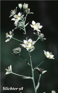 Inflorescence of Glaucous Death Camas, Glaucous Zigaenus, Mountain Deathcamas: Anticlea elegans (Synonyms: Anticlea coloradensis, Zigadenus alpinus, Zigadenus elegans, Zigadenus elegans ssp. elegans)