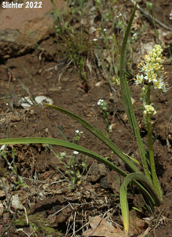 Foothill Death Camas, Panicled Deathcamas, Panicled Death Camas, Panicled Death-camas, Panicled Zigadenus, Sand Corn: Toxicoscordion paniculatum (Synonyms: Helonias paniculatus, Zigadenus paniculatus)