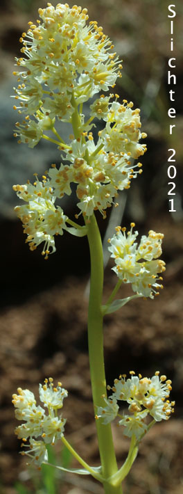 Foothill Death Camas, Panicled Deathcamas, Panicled Death Camas, Panicled Death-camas, Panicled Zigadenus, Sand Corn: Toxicoscordion paniculatum (Synonyms: Helonias paniculatus, Zigadenus paniculatus)