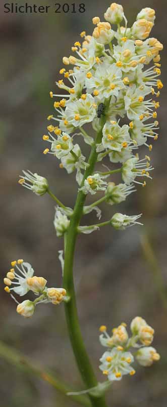 Foothill Death Camas, Panicled Deathcamas, Panicled Death Camas, Panicled Death-camas, Panicled Zigadenus, Sand Corn: Toxicoscordion paniculatum (Synonyms: Helonias paniculatus, Zigadenus paniculatus)