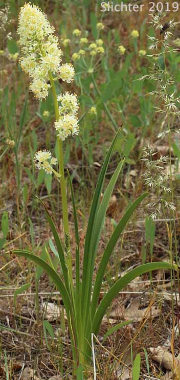 Foothill Death Camas, Panicled Deathcamas, Panicled Death Camas, Panicled Death-camas, Panicled Zigadenus, Sand Corn: Toxicoscordion paniculatum (Synonyms: Helonias paniculatus, Zigadenus paniculatus)