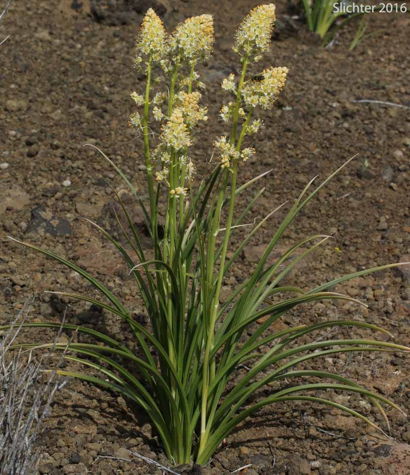 Foothill Death Camas, Panicled Deathcamas, Panicled Death Camas, Panicled Death-camas, Panicled Zigadenus, Sand Corn: Toxicoscordion paniculatum (Synonyms: Helonias paniculatus, Zigadenus paniculatus)