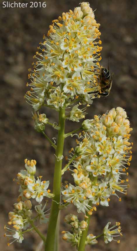 Inflorescence of Foothill Death Camas, Panicled Deathcamas, Panicled Death Camas, Panicled Death-camas, Panicled Zigadenus, Sand Corn: Toxicoscordion paniculatum (Synonyms: Helonias paniculatus, Zigadenus paniculatus)