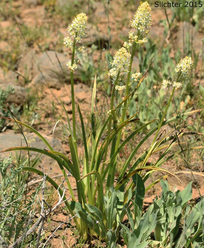 Foothill Death Camas, Panicled Deathcamas, Panicled Death Camas, Panicled Death-camas, Panicled Zigadenus, Sand Corn: Toxicoscordion paniculatum (Synonyms: Helonias paniculatus, Zigadenus paniculatus)