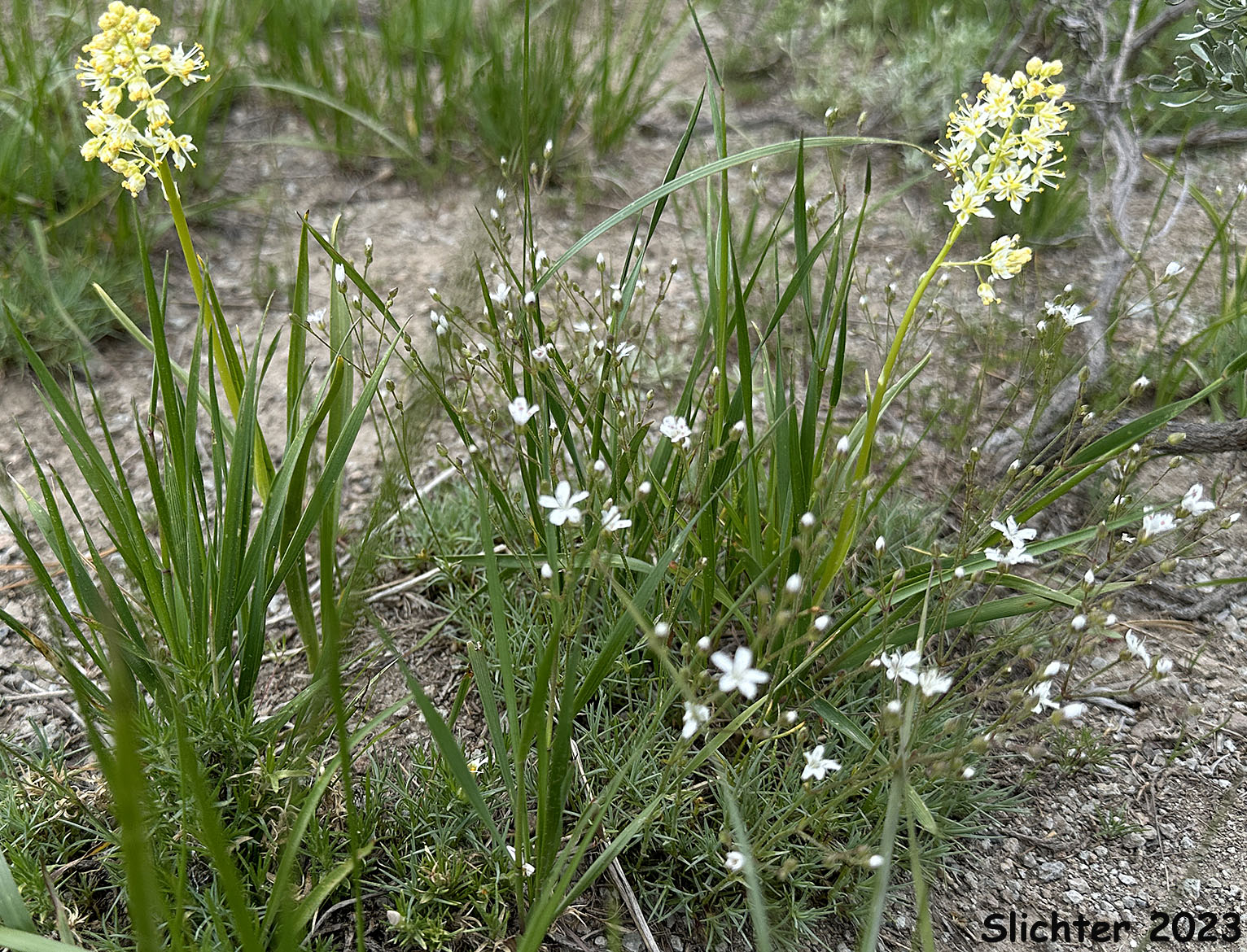 Foothill Death Camas, Panicled Deathcamas, Panicled Death Camas, Panicled Death-camas, Panicled Zigadenus, Sand Corn: Toxicoscordion paniculatum (Synonyms: Helonias paniculatus, Zigadenus paniculatus)
