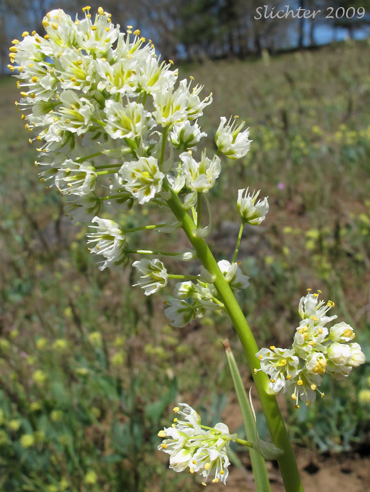 Inflorescence of Foothill Death Camas, Panicled Deathcamas, Panicled Death Camas, Panicled Death-camas, Panicled Zigadenus, Sand Corn: Toxicoscordion paniculatum (Synonyms: Helonias paniculatus, Zigadenus paniculatus)