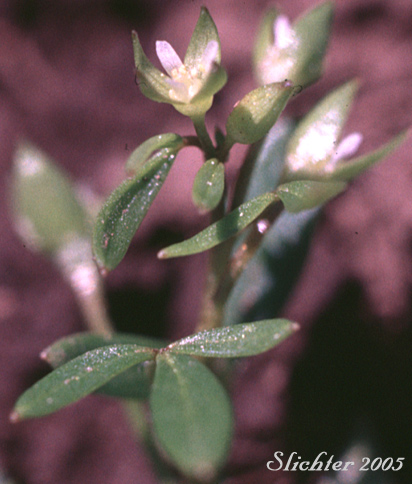 False-mermaid, False Mermaid, False Mermaidweed, Floerkea: Floerkea proserpinacoides (Synonym: Floerkea occidentalis)