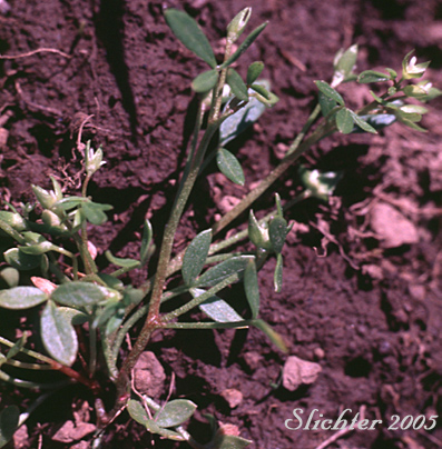 False-mermaid, False Mermaid, False Mermaidweed, Floerkea: Floerkea proserpinacoides (Synonym: Floerkea occidentalis)