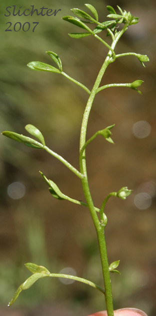 False-mermaid, False Mermaid, False Mermaidweed, Floerkea: Floerkea proserpinacoides (Synonym: Floerkea occidentalis)