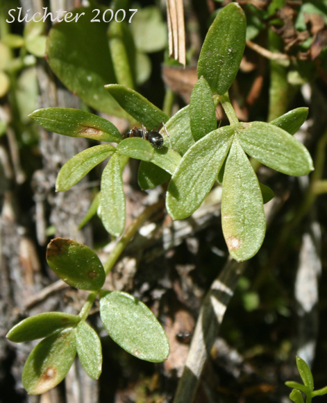 False-mermaid, False Mermaid, False Mermaidweed, Floerkea: Floerkea proserpinacoides (Synonym: Floerkea occidentalis)