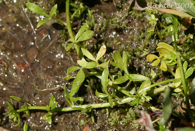 False-mermaid, False Mermaid, False Mermaidweed, Floerkea: Floerkea proserpinacoides (Synonym: Floerkea occidentalis)