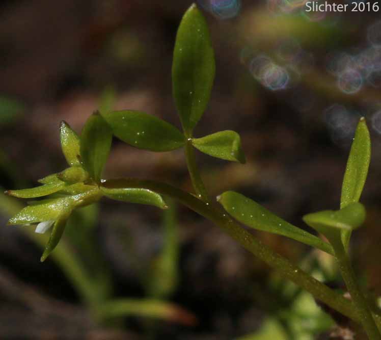 False-mermaid, False Mermaid, False Mermaidweed, Floerkea: Floerkea proserpinacoides (Synonym: Floerkea occidentalis)