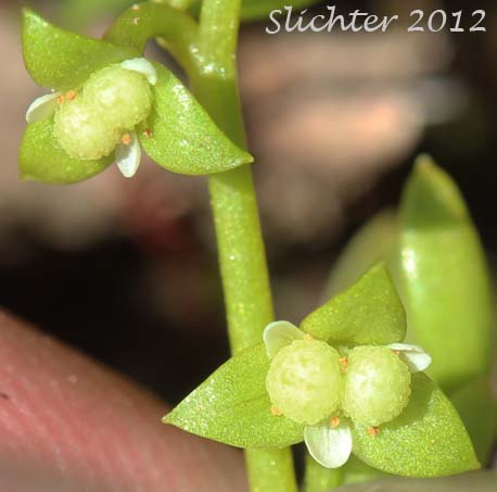 Flowers of False-mermaid, False Mermaid, False Mermaidweed, Floerkea: Floerkea proserpinacoides (Synonym: Floerkea occidentalis)