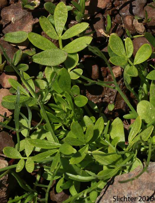 False-mermaid, False Mermaid, False Mermaidweed, Floerkea: Floerkea proserpinacoides (Synonym: Floerkea occidentalis)