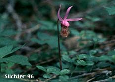Calypso, Fairy Slipper, Fairy Slipper Orchid: Calypso bulbosa var. occidentalis (Synonym: Calypso bulbosa ssp. occidentalis)