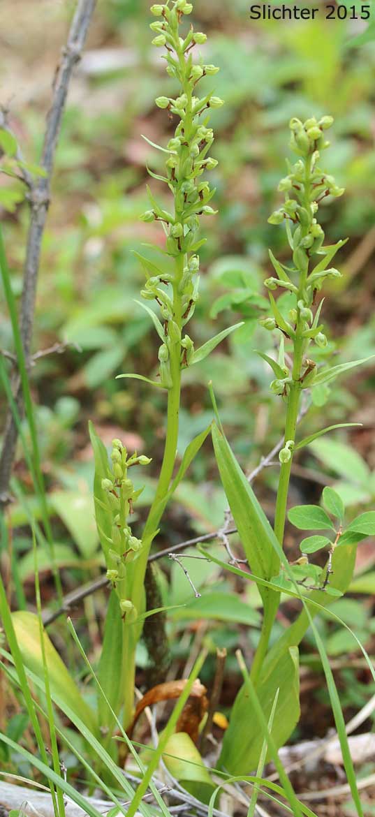 Frog-orchis, Long-bracted Orchid: Coeloglossum viride (Synonym: Habenaria viridis)